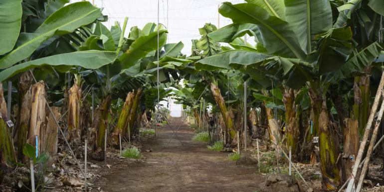 platanos (Copiar)