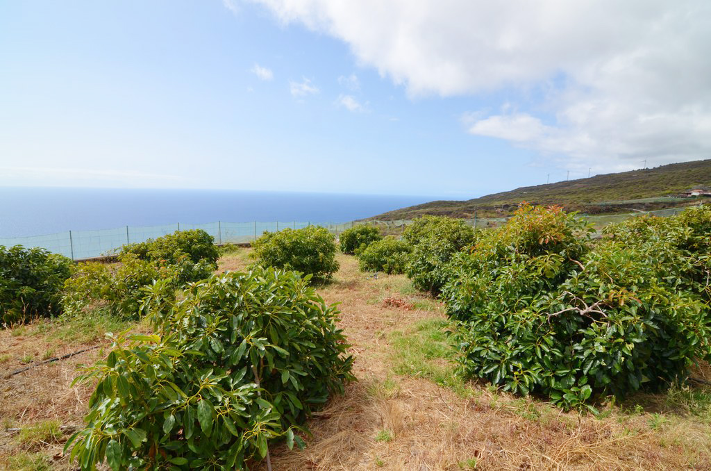 FINCA AGRÍCOLA EN VENTA EN MALPAÍSES – VILLA DE MAZO